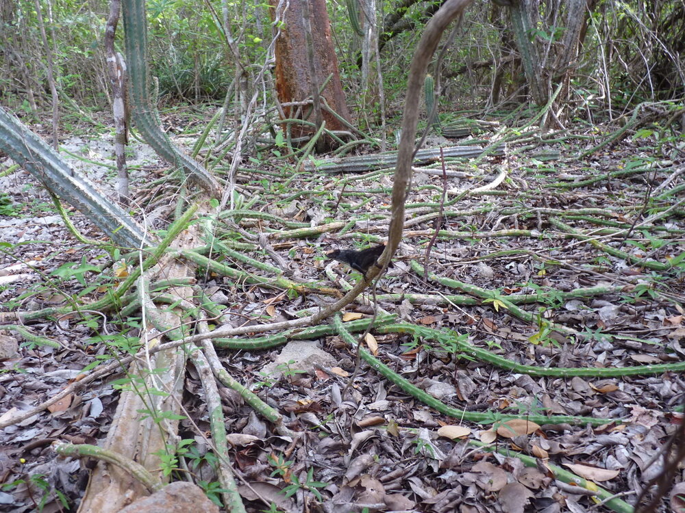 Koningin van de Nacht (Selenicereus grandiflorus)