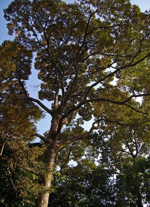 Doerian (Durio zibethinus)