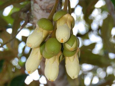 Doerian (Durio zibethinus)