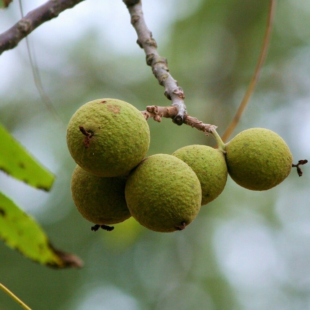 Zwarte walnoot (Juglans nigra)