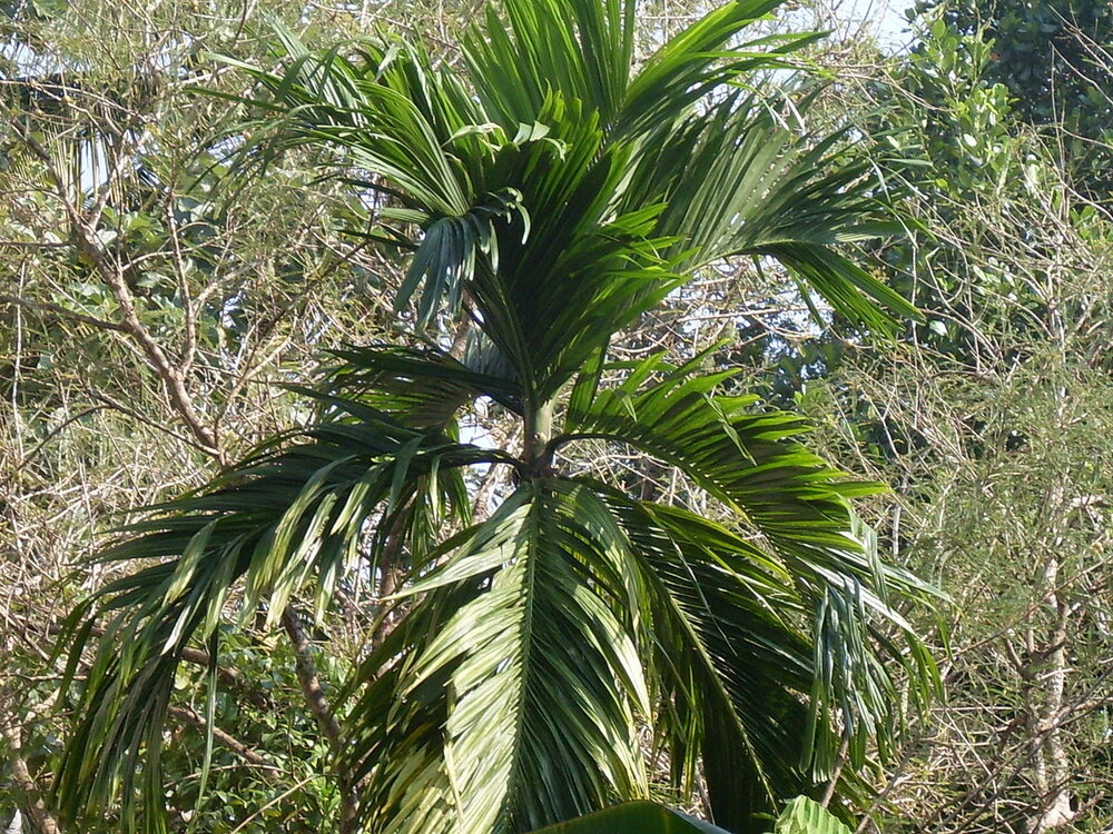 Betelpalm (Areca catechu)