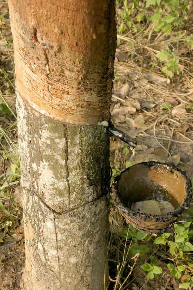 Rubber Tree (Hevea brasiliensis)