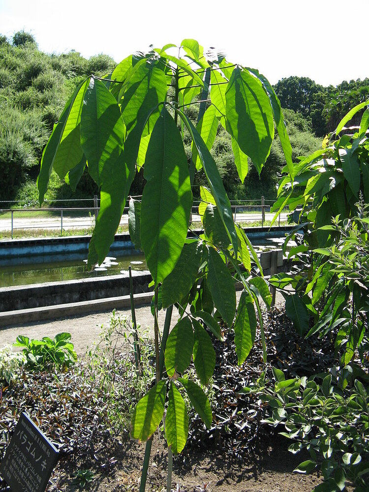 Rubber Tree (Hevea brasiliensis)