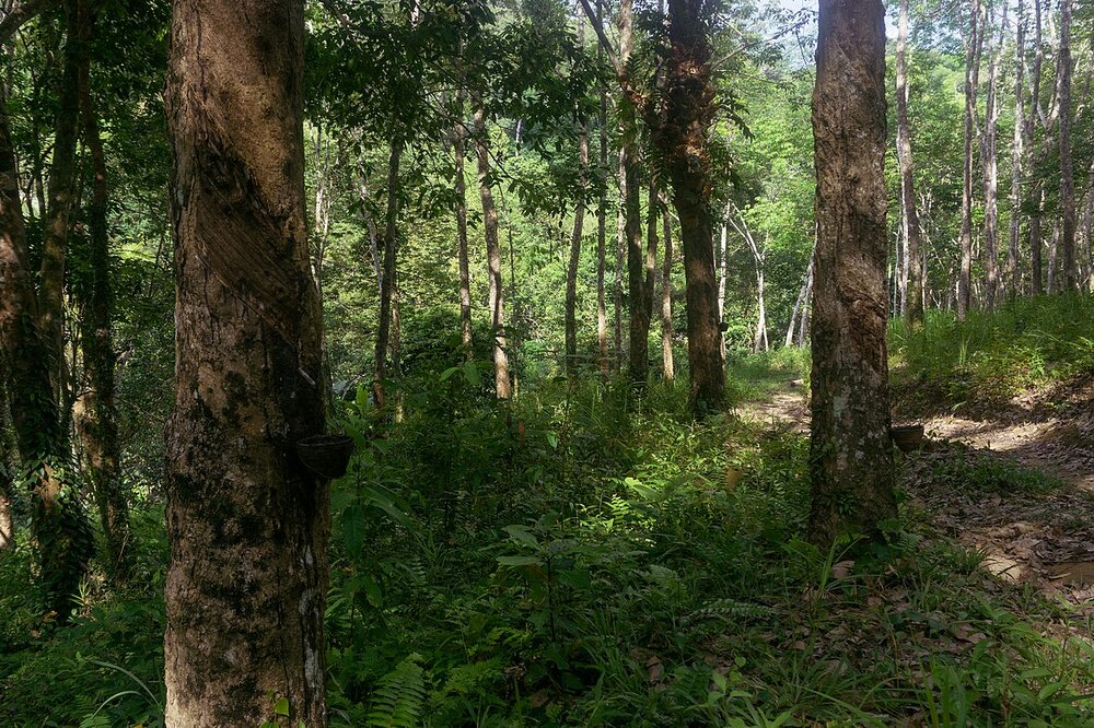 Rubber Tree (Hevea brasiliensis)