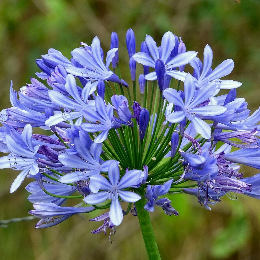 Afrikaanse lelie (Agapanthus praecox)