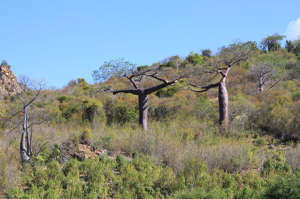 Suarez baobab (Adansonia suarezensis)
