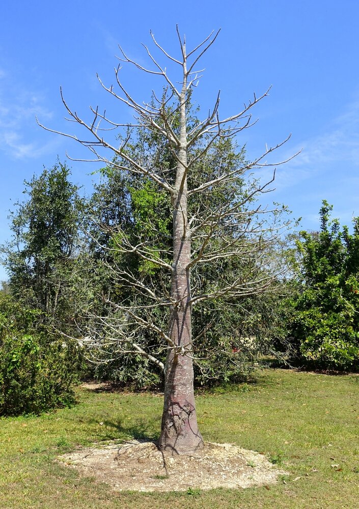 Suarez baobab (Adansonia suarezensis)