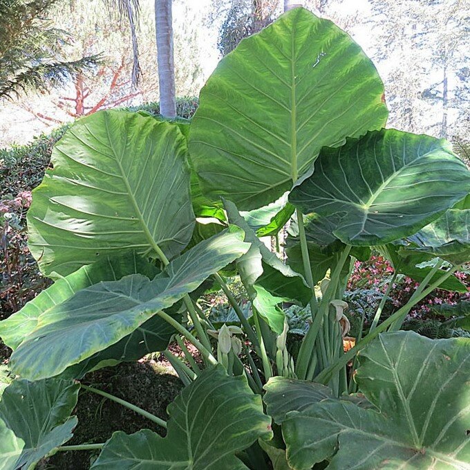 Reuzenolifantsoor (Leucocasia gigantea 'Thailand Giant')