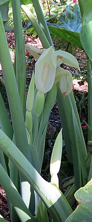 Reuzenolifantsoor (Leucocasia gigantea 'Thailand Giant')