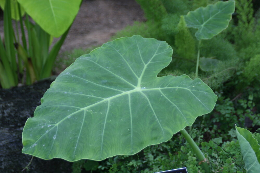 Reuzenolifantsoor (Leucocasia gigantea 'Thailand Giant')