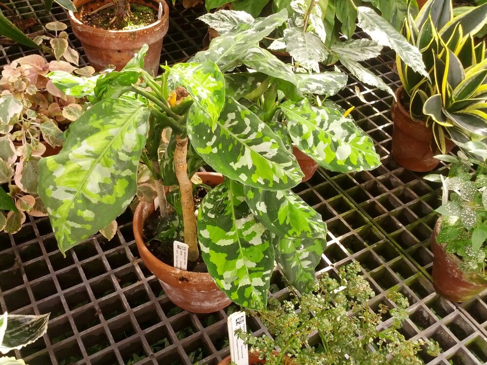 Camouflageplant (Aglaonema pictum)