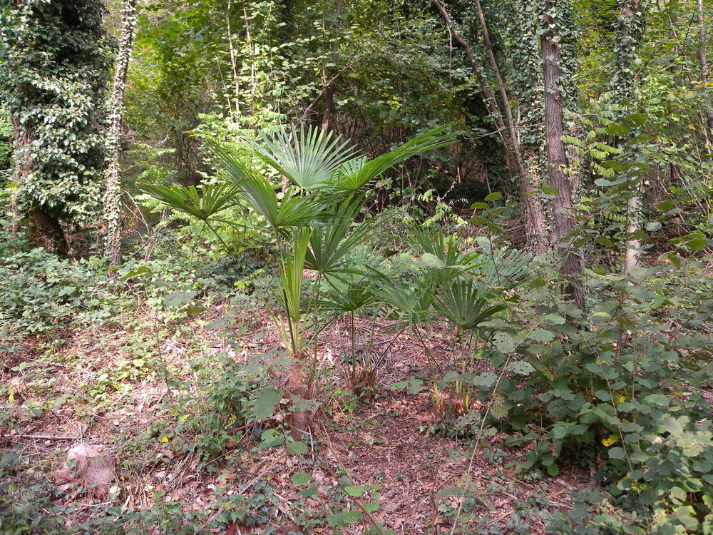 Chinese waaierpalm (Trachycarpus fortunei)