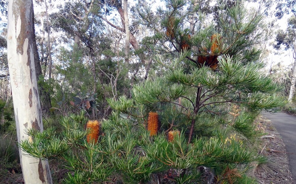 Haarspeld-Banksia (Banksia spinulosa)