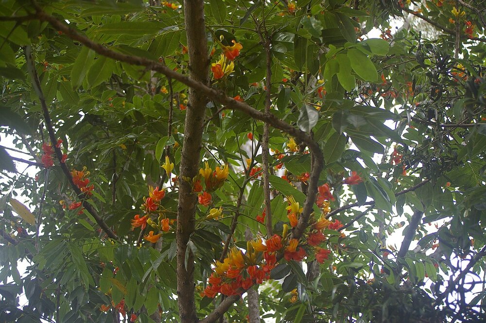 Australische kastanje (Castanospermum australe)