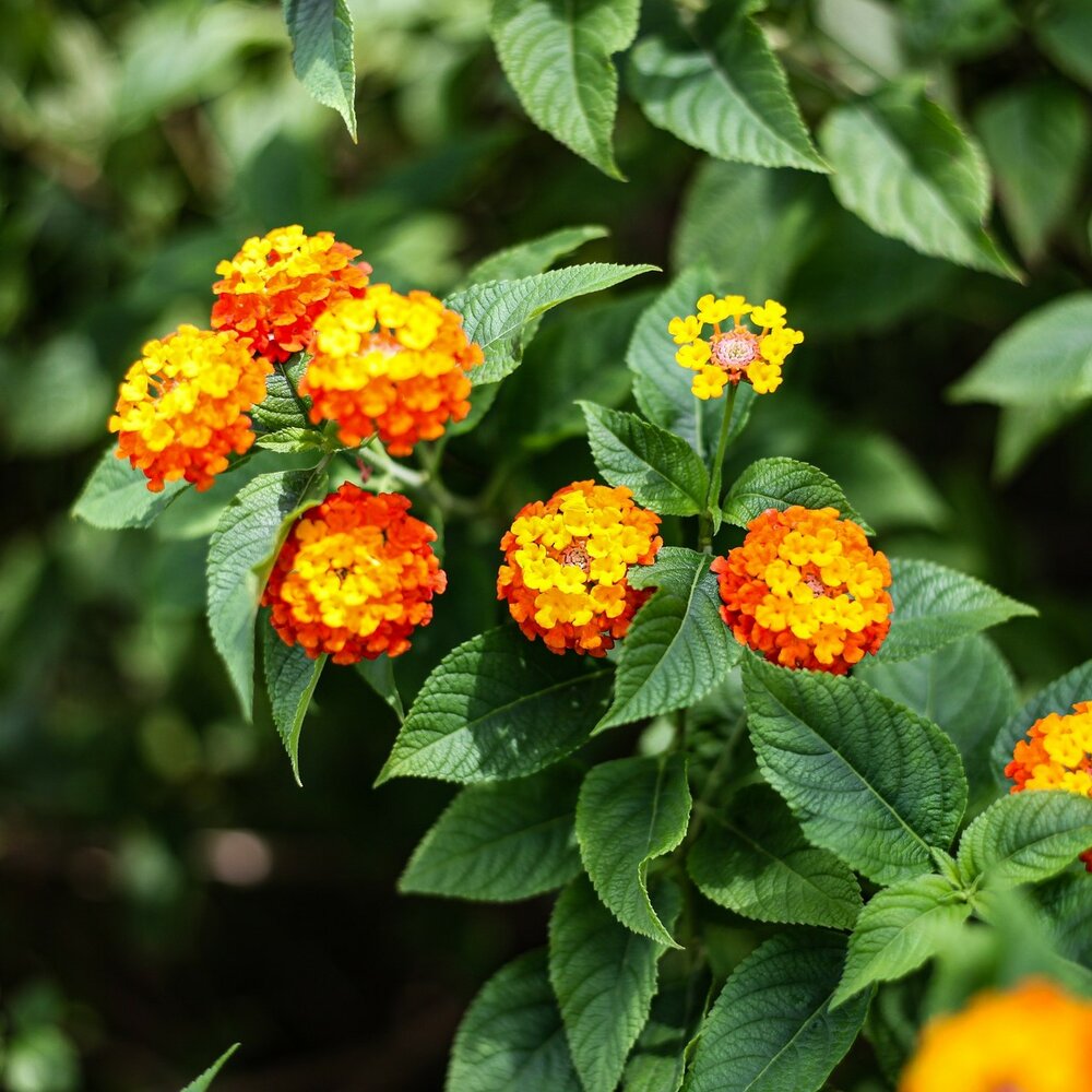 Wisselbloem (Lantana camara)
