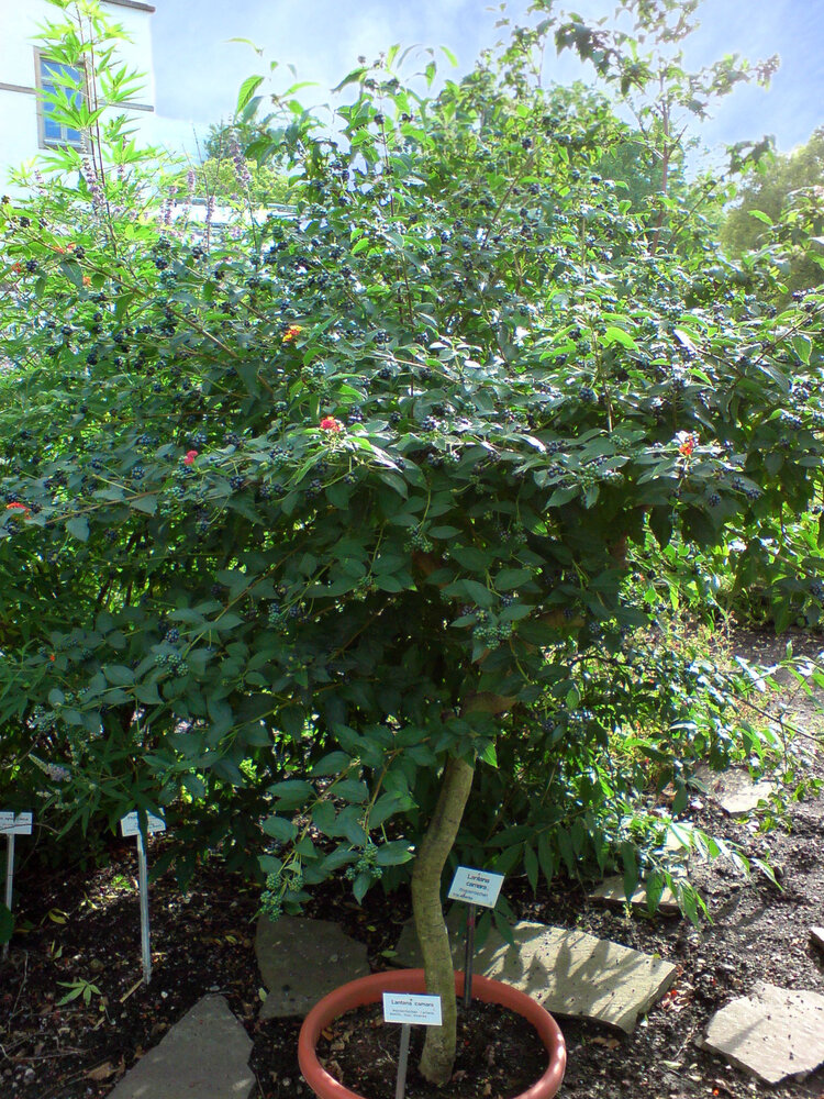 Wisselbloem (Lantana camara)