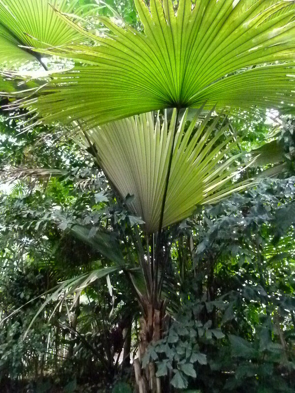 Witte olifantspalm (Kerriodoxa elegans)