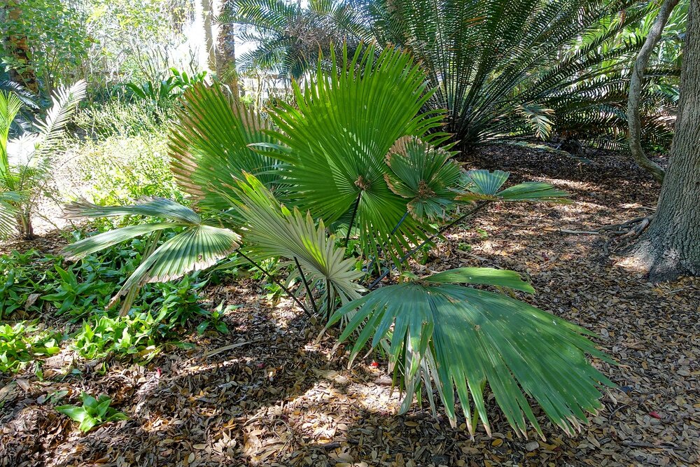 Witte olifantspalm (Kerriodoxa elegans)