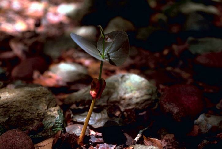 Mahonie (Swietenia mahagoni)