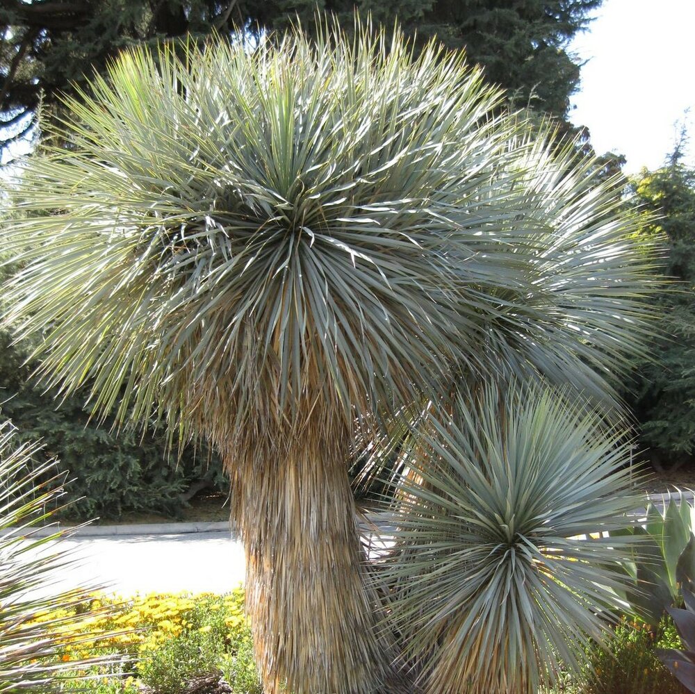 Palmlelie (Yucca rostrata)