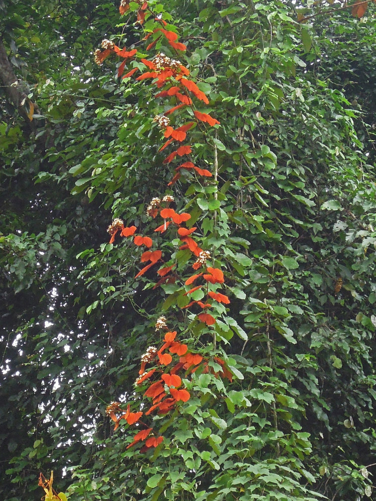Goudblad Bauhinia (Phanera aureifolia)