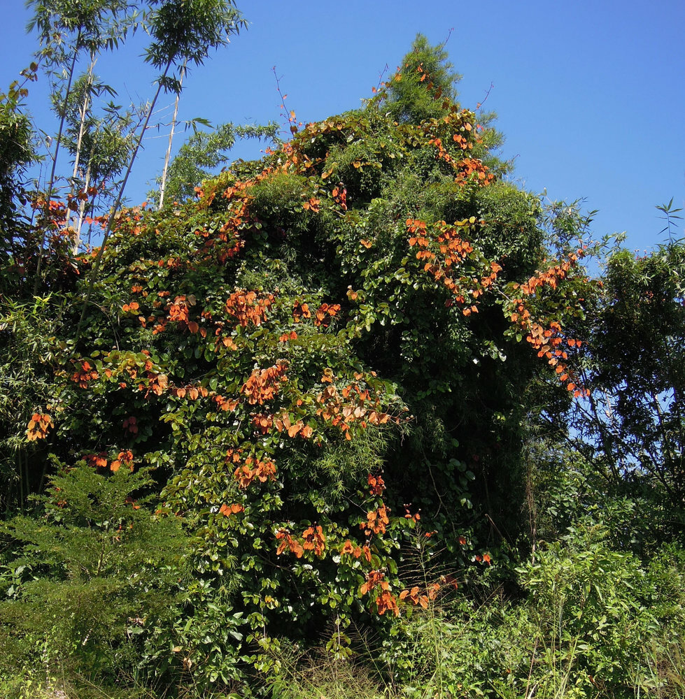 Goudblad Bauhinia (Phanera aureifolia)
