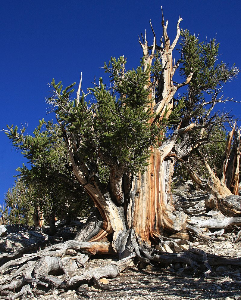 Bristlecone-den (Pinus longaeva)