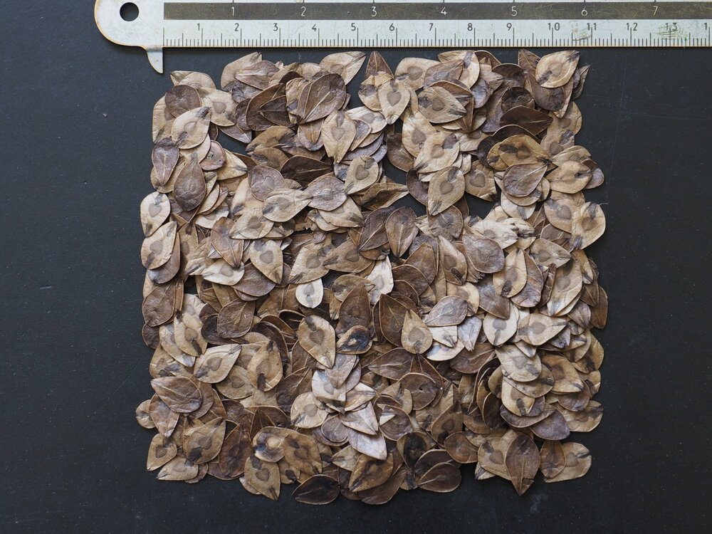 Reuzenpijpbloem (Aristolochia gigantea)