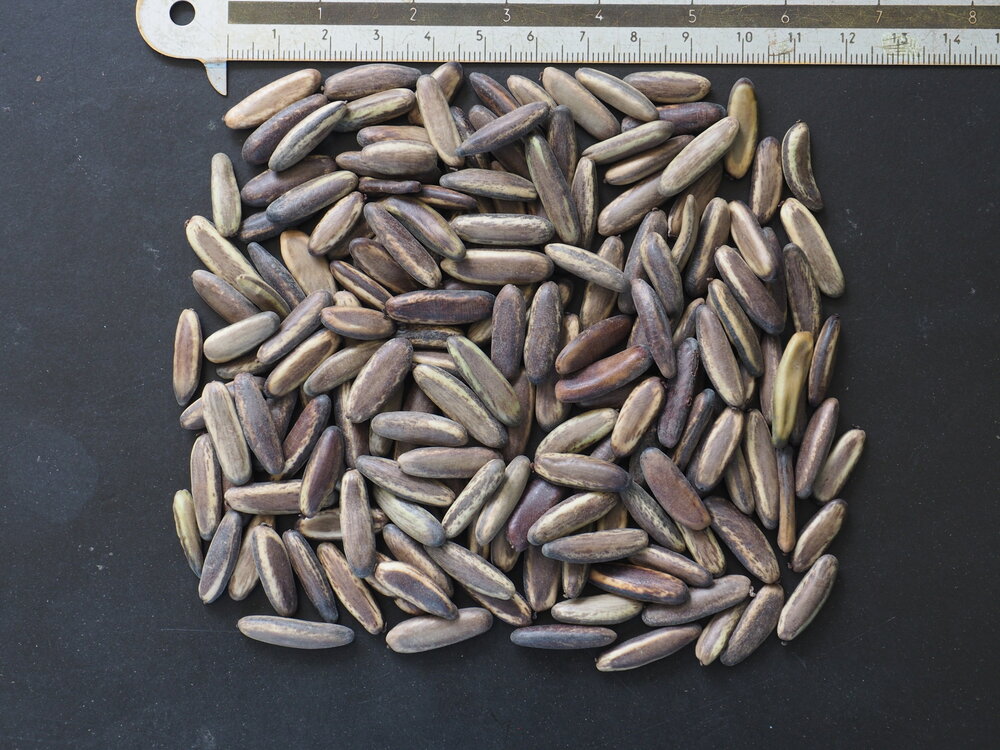 Flamboyant (Delonix regia)