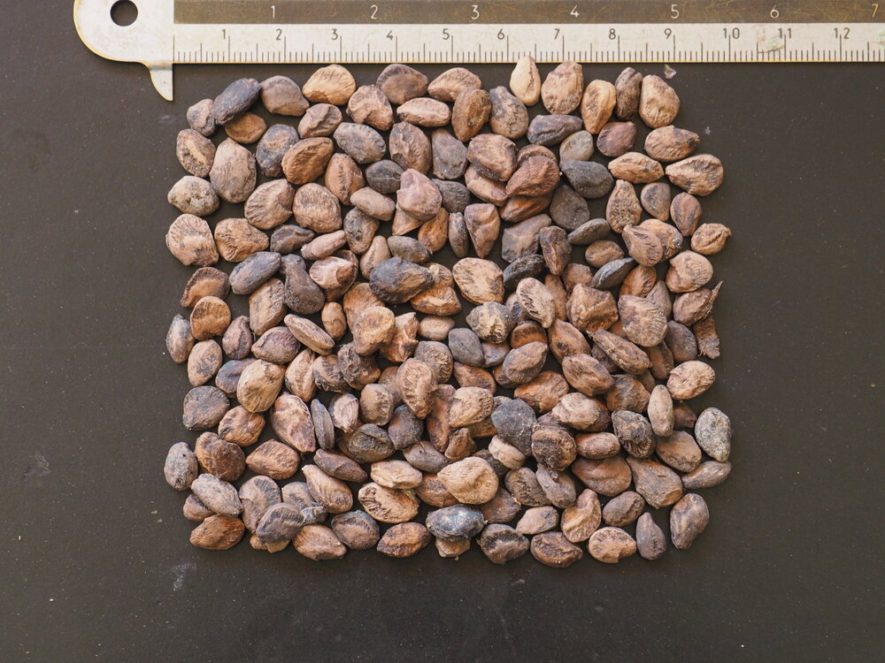 Worstenboom (Kigelia africana)