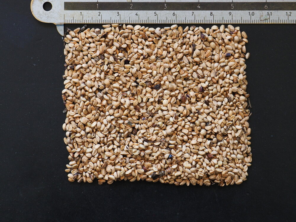 Mat&eacute; (Ilex paraguariensis)