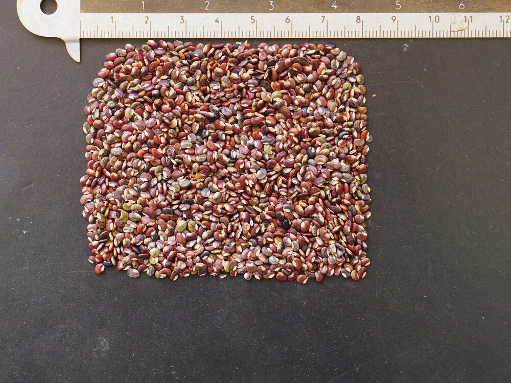 Telegraafplant (Desmodium gyrans)