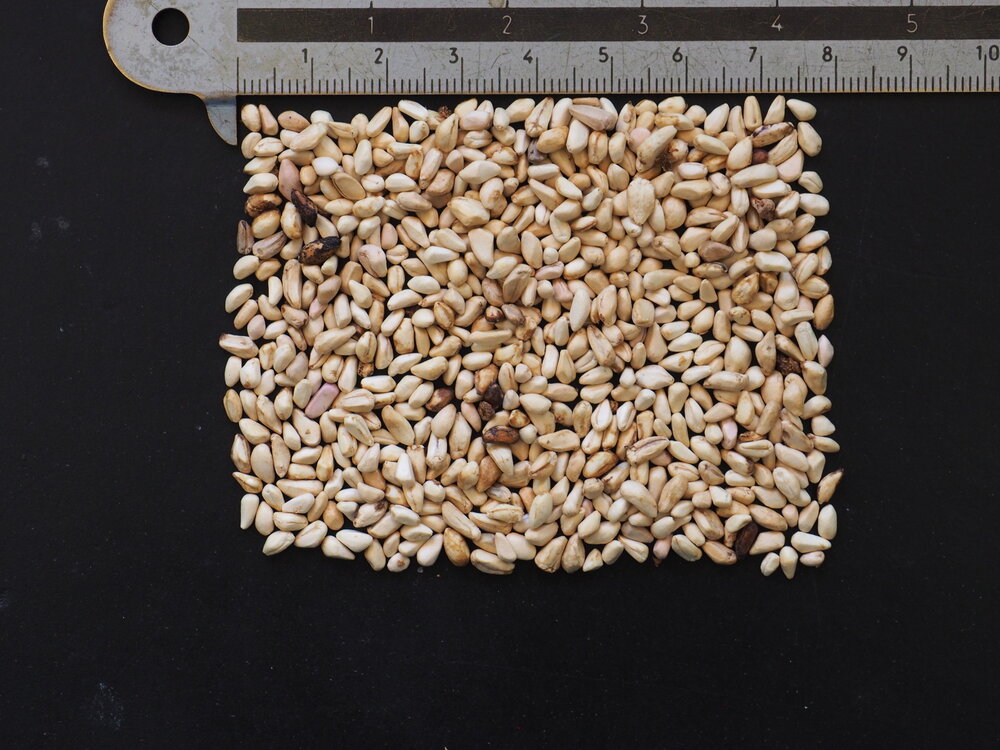 Dwerggranaatappel (Punica granatum 'nana')