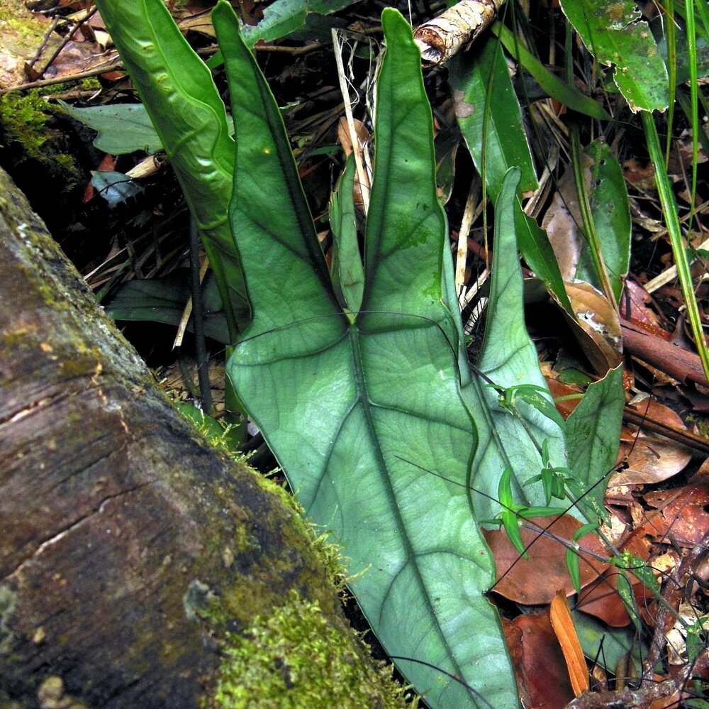 Alocasia (Alocasia heterophylla)