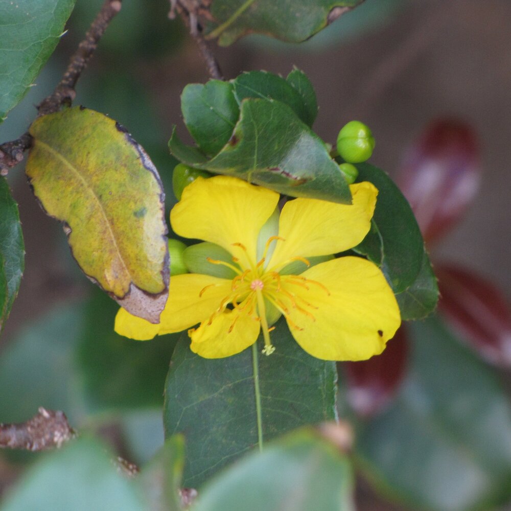Mickey Mouse plant (Ochna thomasiana)