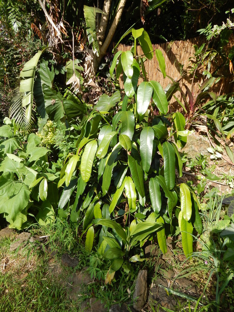 Moendoe (Garcinia xanthochymus)