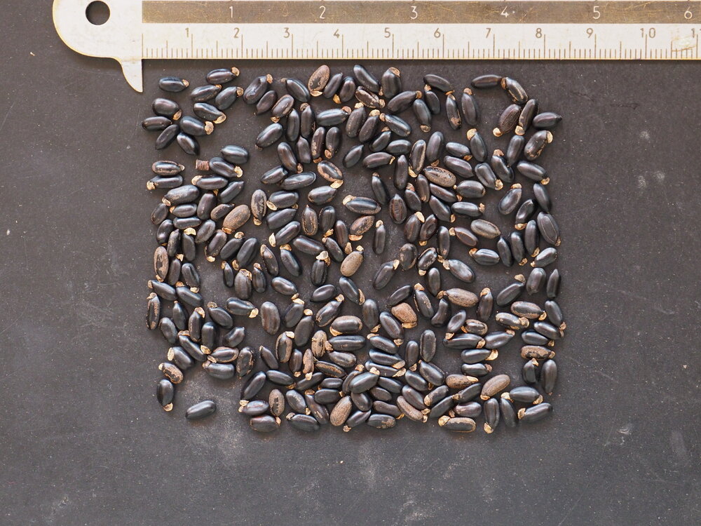 Mudgee acacia (Acacia spectabilis)