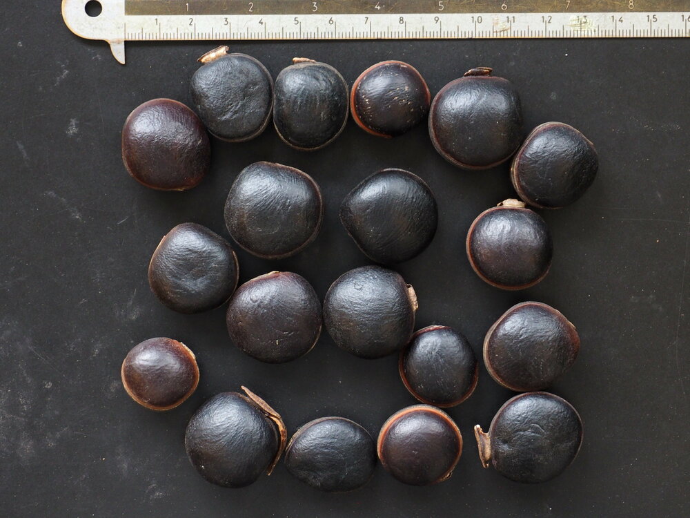 Zeeportemonnee (Dioclea reflexa)