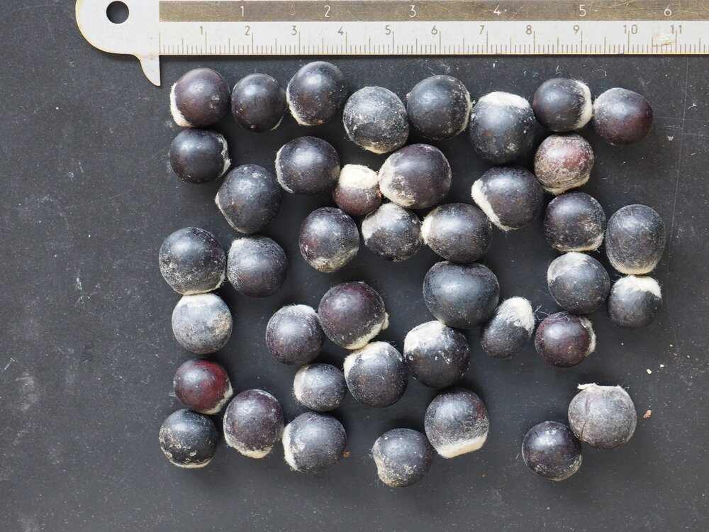 Zeepbes (Sapindus saponaria)