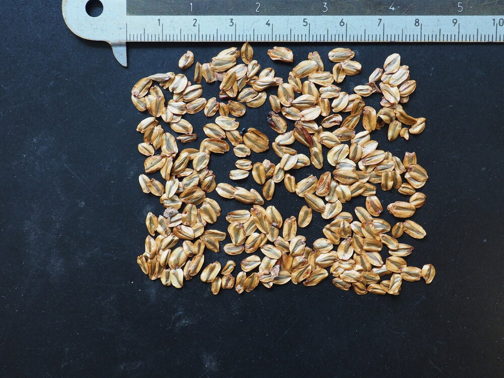 Mammoetboom (Sequoiadendron giganteum)