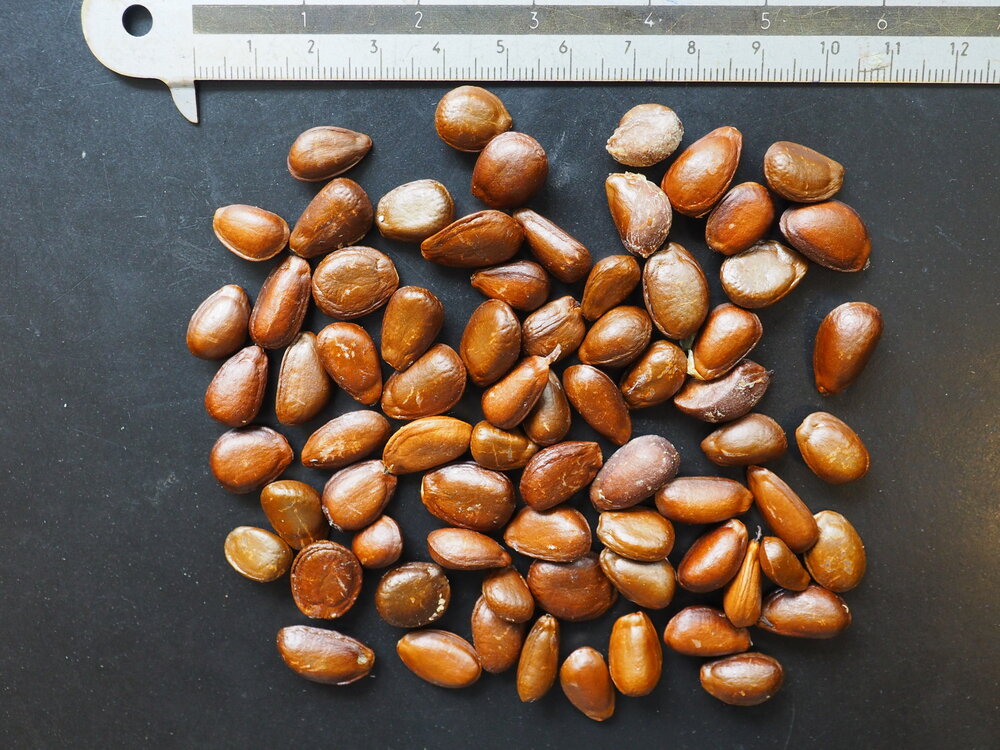 Cherimoya (Annona cherimola)