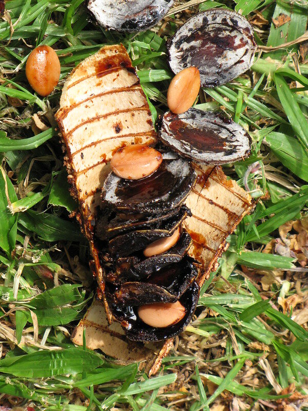 Roze regenboom (Cassia grandis)