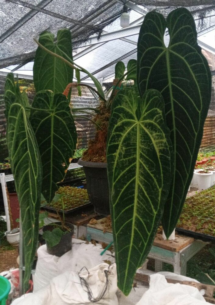 Koninginne-Anthurium (Anthurium warocqueanum)