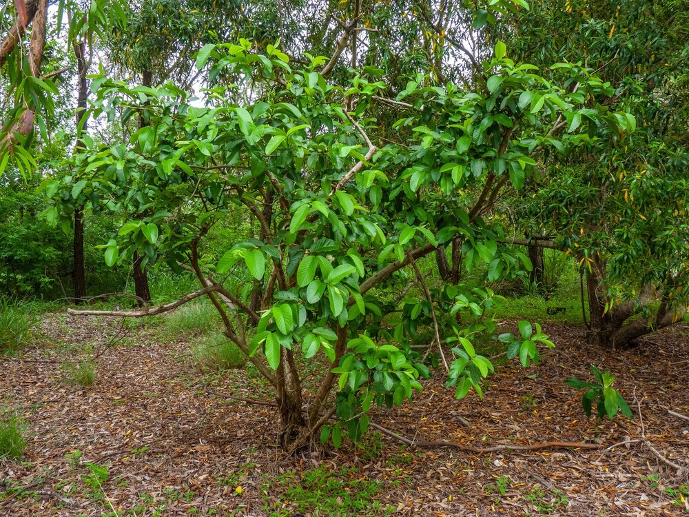 Guave (Psidium guajava)