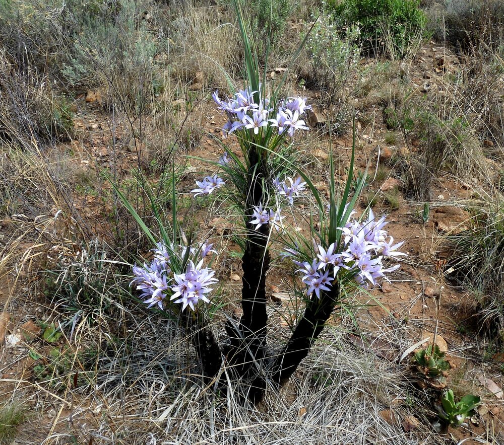 Zwarte lelie (Xerophyta retinervis)