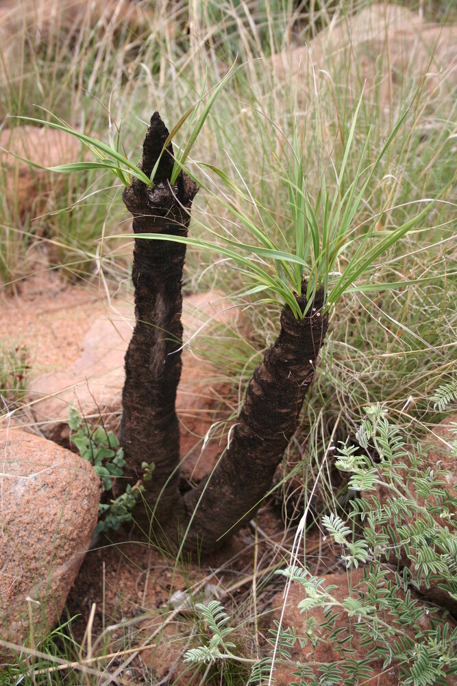 Zwarte lelie (Xerophyta retinervis)