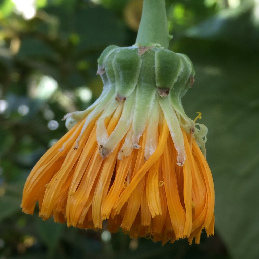 Koolboom (Dendroseris litoralis)