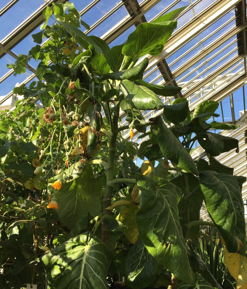 Koolboom (Dendroseris litoralis)