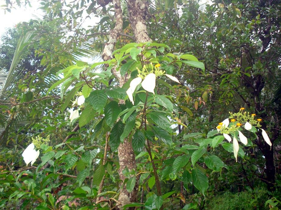 Vlaggenstruik (Mussaenda frondosa)