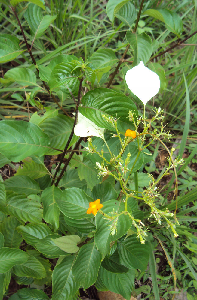 Vlaggenstruik (Mussaenda frondosa)